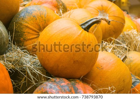 Orange pumpkin close-up. Agricultural products on the hay. Autumn harvest on a market