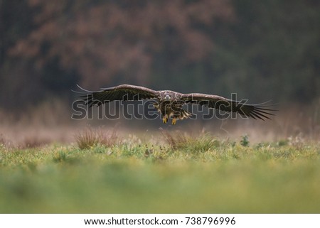 Birds of prey - A young white-tailed eagle in flight (Haliaeetus albicilla)
