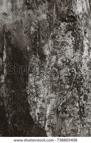 Old wall abstract background. WOODEN TEXTURE OF AN OLD TREE