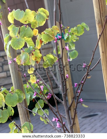 Western redbud California redbud Cercis occidentalis.Small deciduous tree. American native with rounded or notched small leaves and purple flowers in nearly sessile clusters, pods flattened. Royalty-Free Stock Photo #738823333