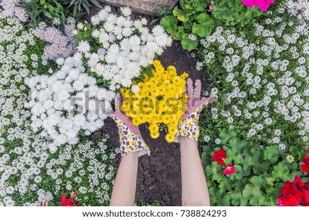 young woman gardener planting flowers in the garden. People, gardening, planting of flowers, hobby concept. woman gardener care of flowers in the garden