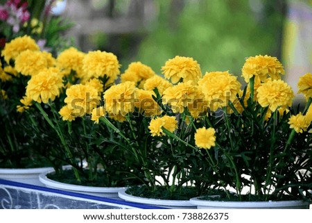 Marigold flowers made from plastic.