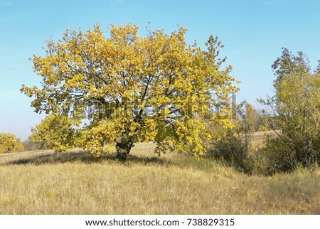 lonely autumn oak