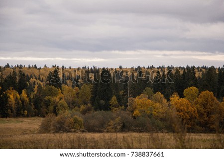 Autumn yellow-green forest, Russia