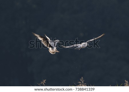 Close-up action photo of two young seagulls wrestling about the caught fish on a dark background. Caspian Gull, Larus cachinmans