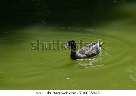 isolated one duck swimming in lake