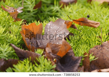 Fallen oak leaves with water drops on green succulent background