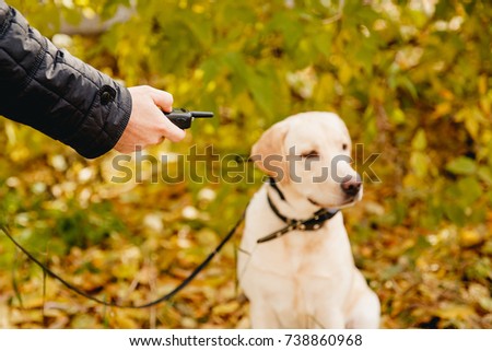 Dog with Electric shock collar on outdoor.