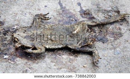 Toad died on the street.