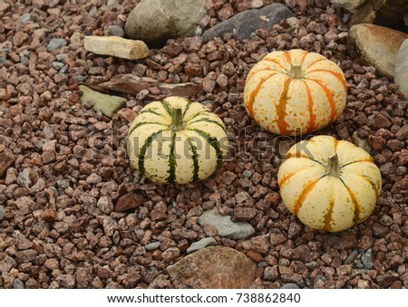 striped autumn pumpkin gourds 