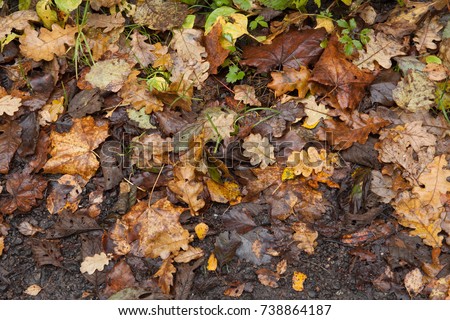 Oak leaves on the ground