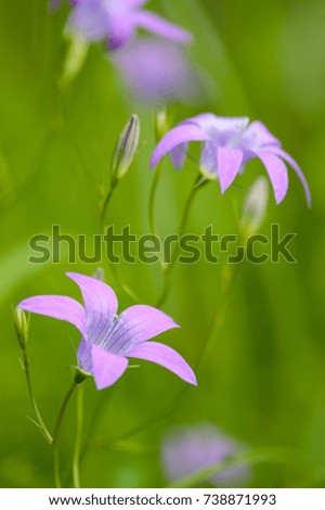 closeup of beautiful purple red colored flowers with blur background nature