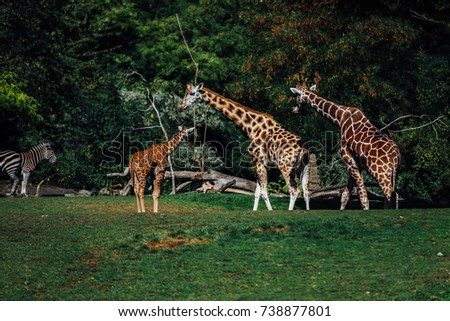 family giraffes with baby
