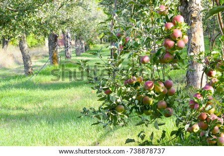 picture of a Ripe Apples in Orchard ready for harvesting,Morning shot,