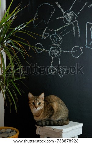 Cat is sitting in a chair in front of a blackboard