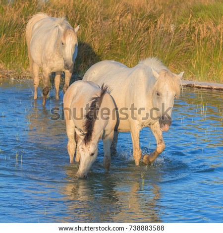     Horses and foals walking and drinking in the lake