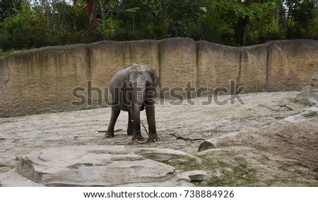 A baby elephant in the zoo, walking around.
The Asian elephant or Elephas maximus, also called Asiatic elephant, is the only living species of the genus Elephas, in the family Elephantidae.
