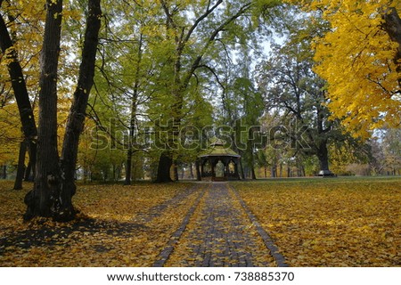 Forest landscape. Road in the park, autumn, trees, yellow leaves. Sunny day.