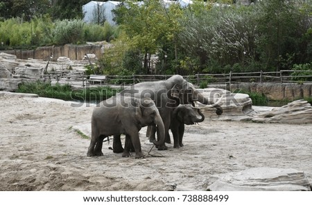 Asian elephant family walking around, in the zoo. The Asian elephant or Elephas maximus, also called Asiatic elephant, is the only living species of the genus Elephas, in the family Elephantidae.