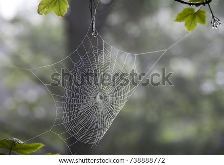 Spider's web against a tree on the island of Uto in the Stockholm Archipelago, Sweden. Royalty-Free Stock Photo #738888772