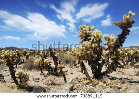 Cactus garden in Joshua Tree national park, California