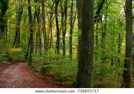 Autumn forest landscape. Walkway in forest during autumn.