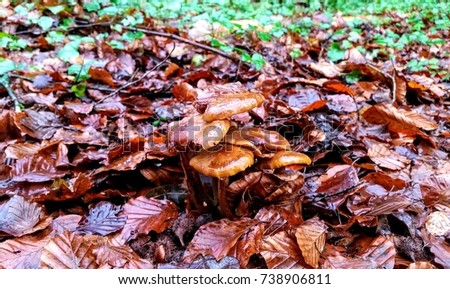 Wild mushrooms growing in a forest in Ireland on a wet and rainy day