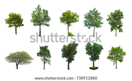 Tree isolated on white background. The tree is took from around national park area and then die cutting.Can be use to garden design or interior design or any content involve tree.