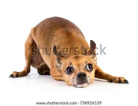Small cute dog isolated on white background
