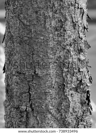 Textured Tree Trunk - Black and white photograph of the detail on a tree trunk.  Selective focus on the center of the image. 