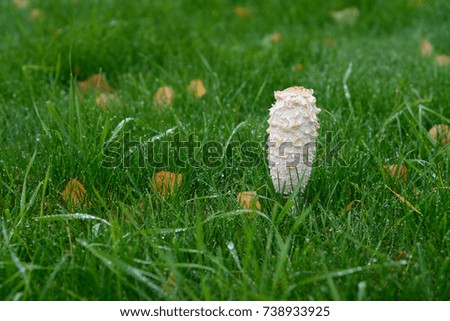 mushroom in the green grass