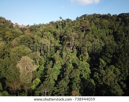 Rainforest. Aerial photo of forest jungle