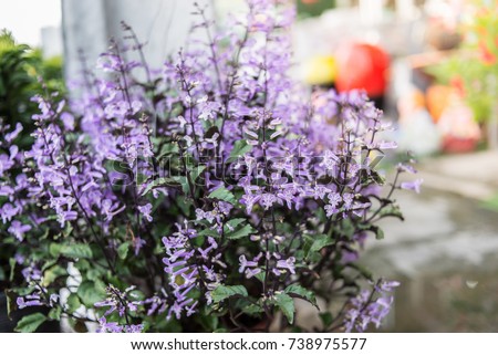Mona Lavender Royalty-Free Stock Photo #738975577