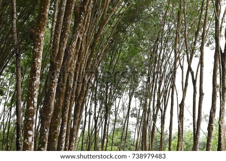 Rubber plantation in southern Thailand selective focus