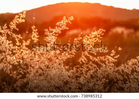 Sunset above the hill with high grass in the foreground