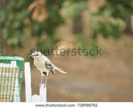 A single mocking bird perched on white wooden fence enjoy watching on the garden background, Autumn in Ga USA.