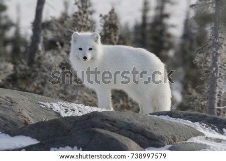Arctic fox (Vulpes Lagopus) in white winter coat staring off while standing on a large rock with trees in the background, Churchill Manitoba