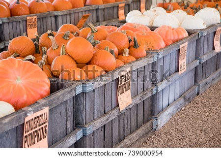 Large wooden crates of pumpkins for sale at a fall market before Halloween Royalty-Free Stock Photo #739000954