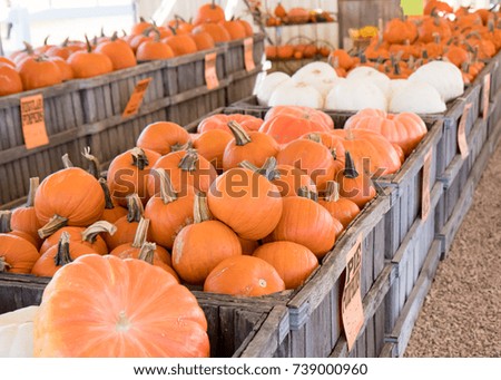 Large wooden crates of pumpkins for sale at a fall market before Halloween Royalty-Free Stock Photo #739000960