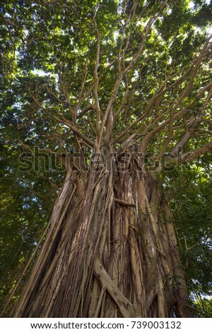 Banyan Tree, Hana, Hawaii
