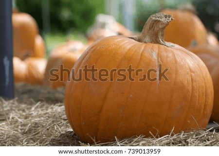 Halloween pumpkins decoration for Halloween day