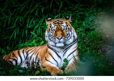 Resting Amur tiger (Panthera tigris altaica) in grass