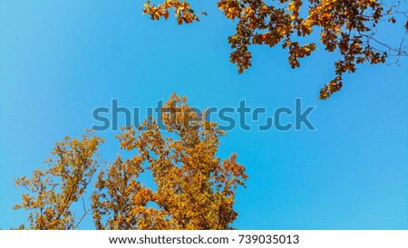 Yellow autumn foliage in front of blue sky. Bright yellow oak leaves in autumn, blank space.