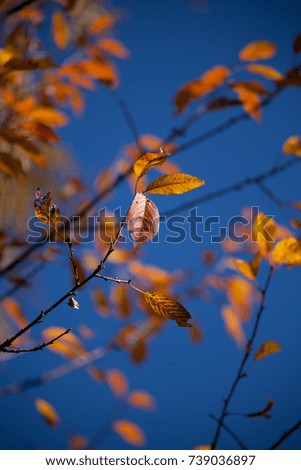 Autumn leaves background.Fall backgrounds.