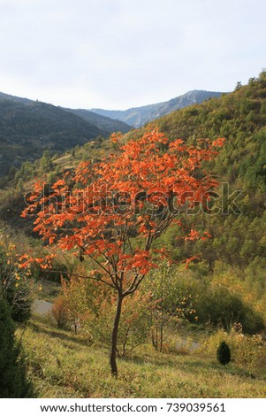 Colorful autumn high in the mountains