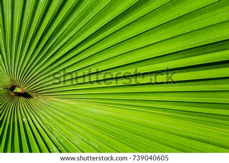 Palm leaf with dew drops. Close-up