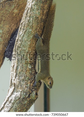 Squirrel exploring and climbing down a tree