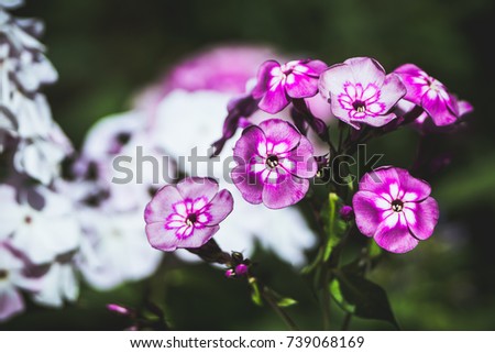 Blooming phlox "Magic blue" in the garden. Shallow depth of field.
