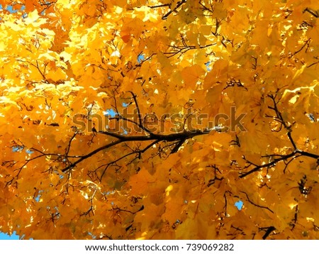 Yellow maple leaves close-up