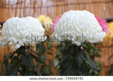 White chrysanthemum Japanese flowers blooming, Chrysanthemums are some of the most popular flowers in the world, sometimes called mums or chrysanthsChrysanthemum in the family Asteraceae.
